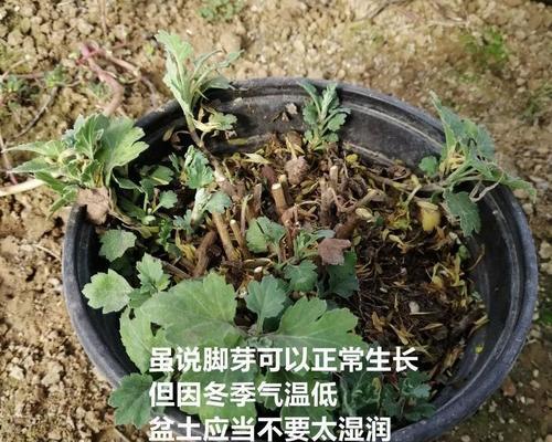 冬季如何科学浇水澳洲杉（合理浇水，保护澳洲杉的生长）