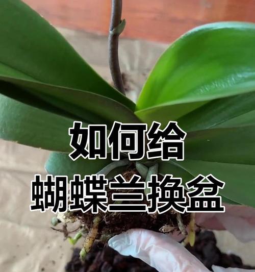 如何正确换盆蝴蝶兰（换盆后的浇水方法，提高植株成活率）