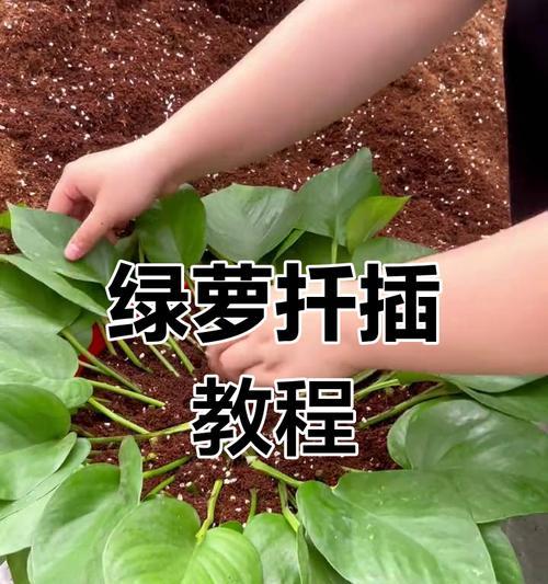 如何快速让绿萝发黄生根？（科学养护技巧助您解决绿萝发黄问题）