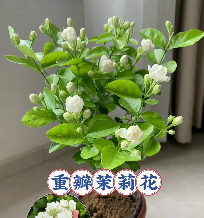 以末丽花怎么养（详细解读末丽花的养殖技巧）
