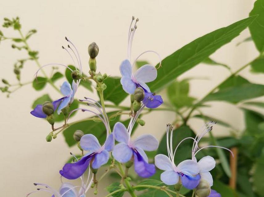 以蓝蝴蝶花怎么种（栽培技巧、养护要点及繁殖方法）
