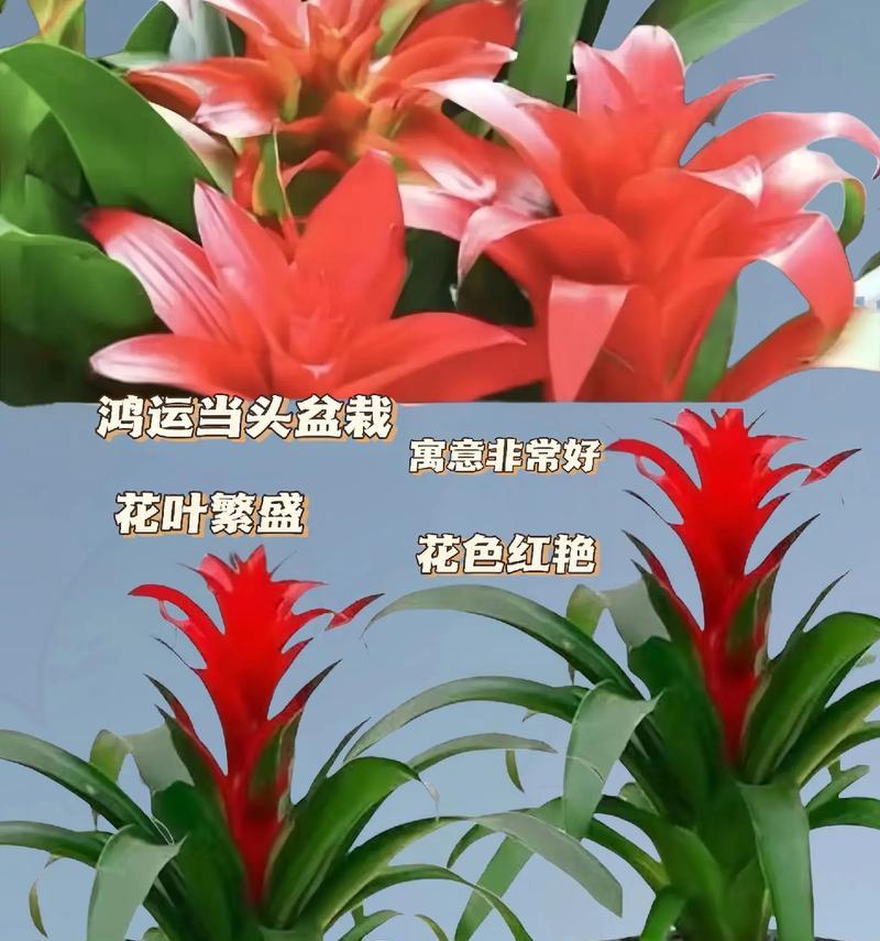 红运当头的开花秘籍（揭秘如何让红运当头的植物开出绚丽花朵）