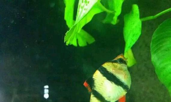 以莲花竹繁殖教程——打造美丽的绿色生活（轻松培育莲花竹，分享繁殖经验）