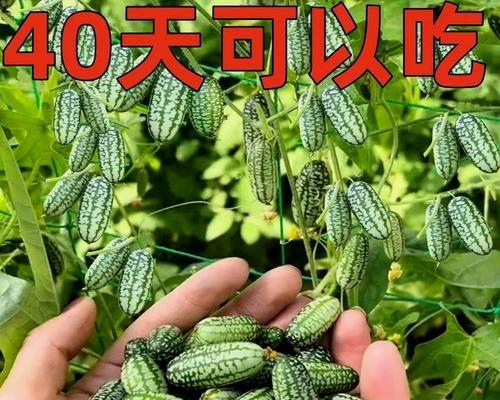 以水果种子怎么种（从水果中获得种子的方法及种植技巧）