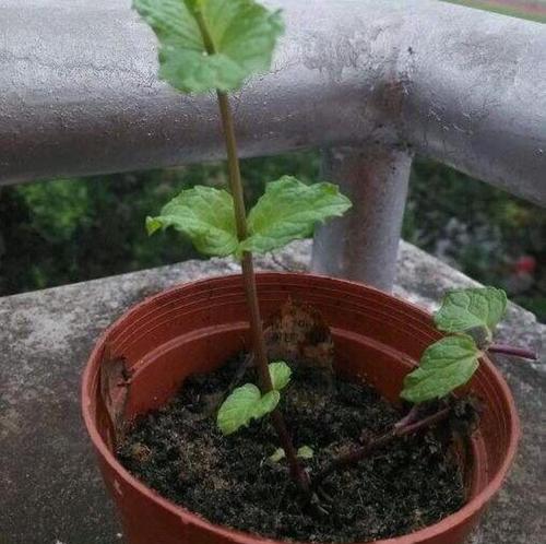 如何用薄荷制作花包（轻松DIY，打造清新花香）