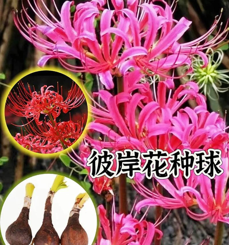 探秘彼岸花的养殖技巧（打造美丽绚烂的彼岸花园，让彼岸花绽放生机）