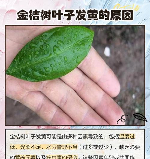 小金桔叶子变黄的原因及处理方法（分析小金桔叶子黄化的原因，提供有效的护理建议）