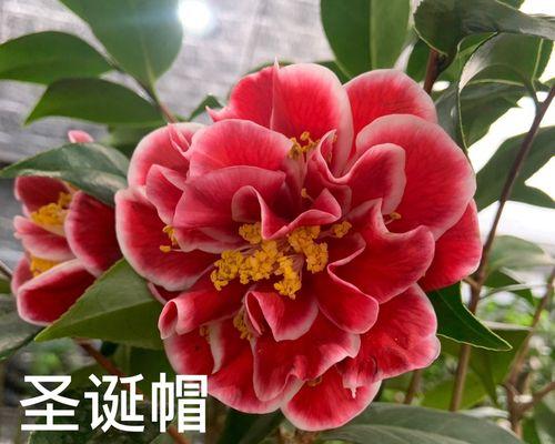 山茶花的嫁接技术（探讨嫁接技术的实践和应用）