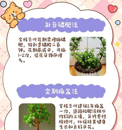 如何科学浇水，让金枝玉叶安然度冬（冬季养护金枝玉叶需要注意的要点）