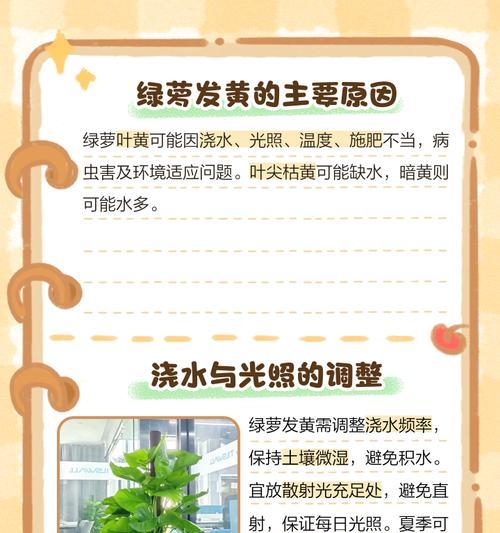 绿萝换土后蔫了怎么回事？（绿萝土壤适应性不同，换土后需注意环境调节）