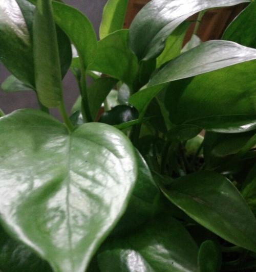 盐水与奶水对植物生长的影响（盐水和奶水浇花对植物生长的实验结果及解析）
