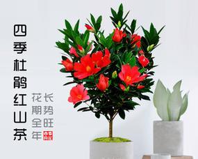 如何成功养护家中的杜鹃红山茶（打造美丽的花园，关键在于正确的养护）