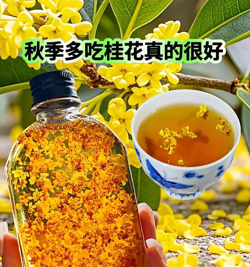 桂花的食用方法及功效（探索桂花的美味与健康）