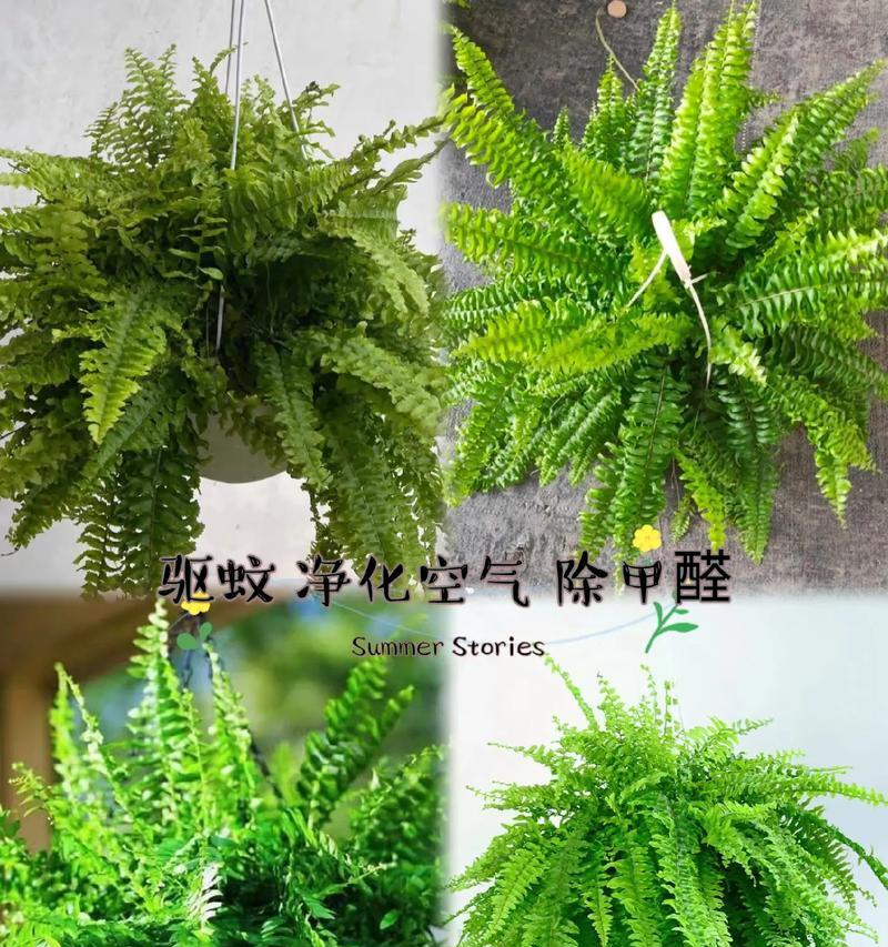波士顿蕨的养殖指南（掌握养殖波士顿蕨的关键技巧）