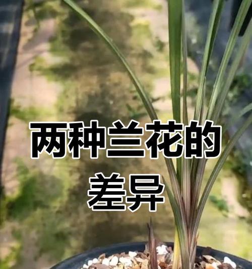 兰花之美——花色丰富、花形各异的自然奇观（探秘兰花的独特之美及种类繁多的魅力所在）