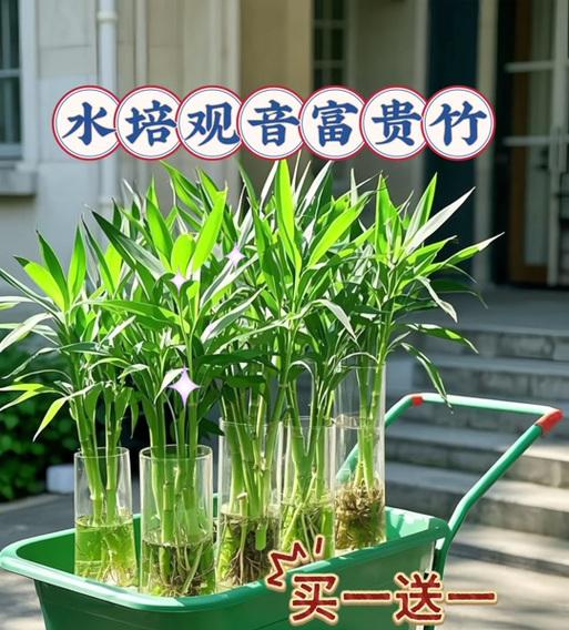荷花的水培与土培（探究荷花在水培和土培中的生长表现及区别）