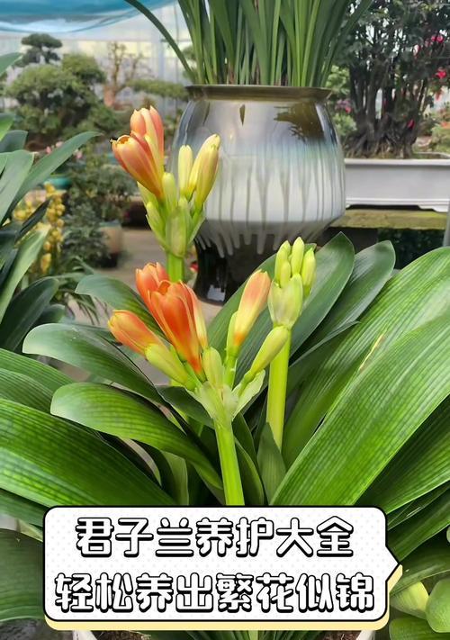 以君子兰养的年多，盛开如春（品味多年君子兰的芬芳，体验时间的美妙）