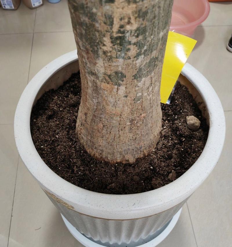 发财树浇水过多的应对措施（如何避免发财树因浇水过多而受损）