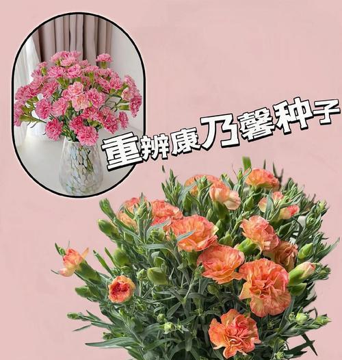 康乃馨种子种植最佳时间（如何选择最佳时间种植康乃馨）