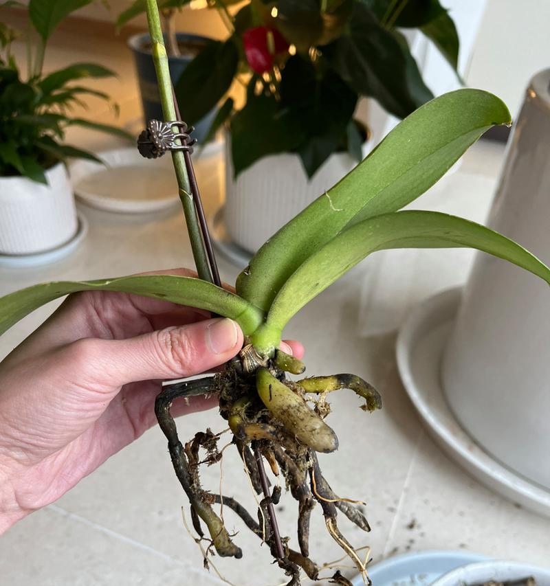 如何处理蝴蝶兰的老叶（有效管理老叶以促进蝴蝶兰的生长与繁荣）