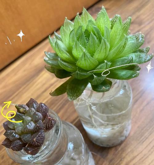 多肉植物烂根处理方法（有效拯救多肉植物的关键措施与技巧）