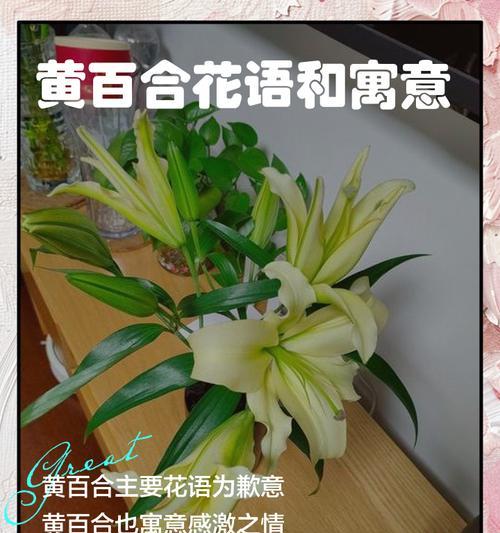 金百合花语与寓意（探究金百合的象征意义，领略花海间的感悟）