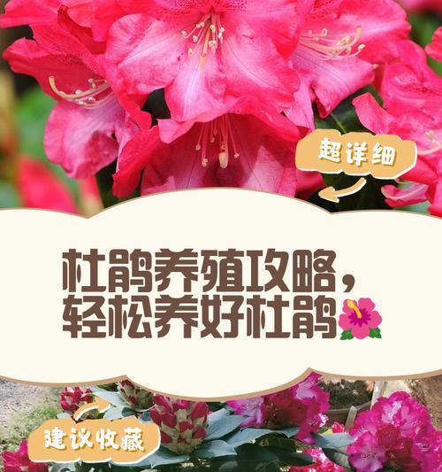 彩钻杜鹃养护全攻略（打造绚丽多彩的花园，）
