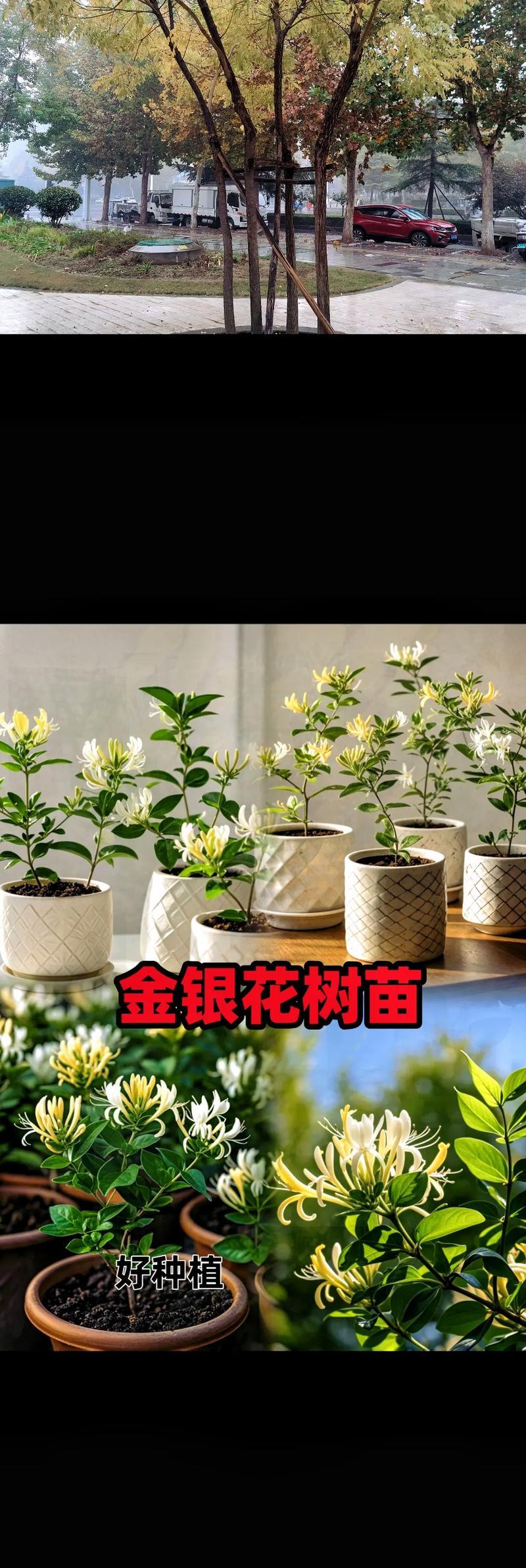 金银花盆栽越冬的关键步骤（如何确保金银花健康度过寒冷的冬季）