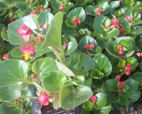 四季海棠（草本还是木本植物？——揭开四季海棠的神秘面纱）
