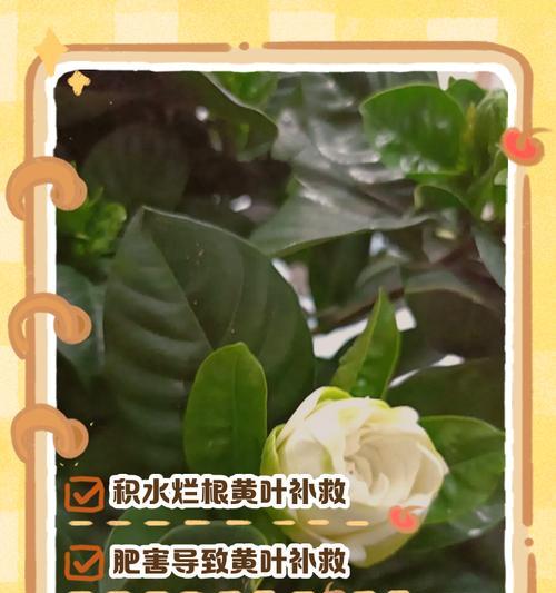 桅子花发黄的原因及解决方法（轻松恢复桅子花的美丽与健康）