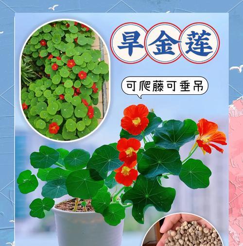 以旱金莲为主题的播种技巧与方法（如何成功种植旱金莲-以种子为例）