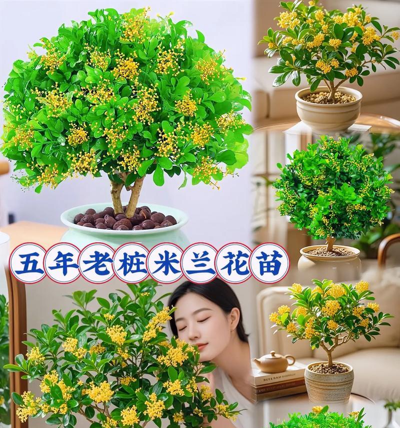 如何成功栽种美丽的米兰花（米兰花栽种技巧大揭秘，助你培育出迷人花坛）