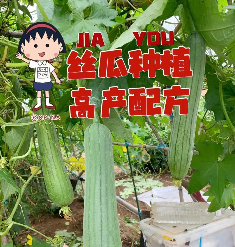 丝瓜播种指南（什么时候播种最合适？如何做好前期准备？）