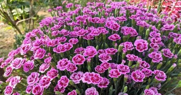 康乃馨地栽技巧（在家中种植康乃馨的方法和注意事项）