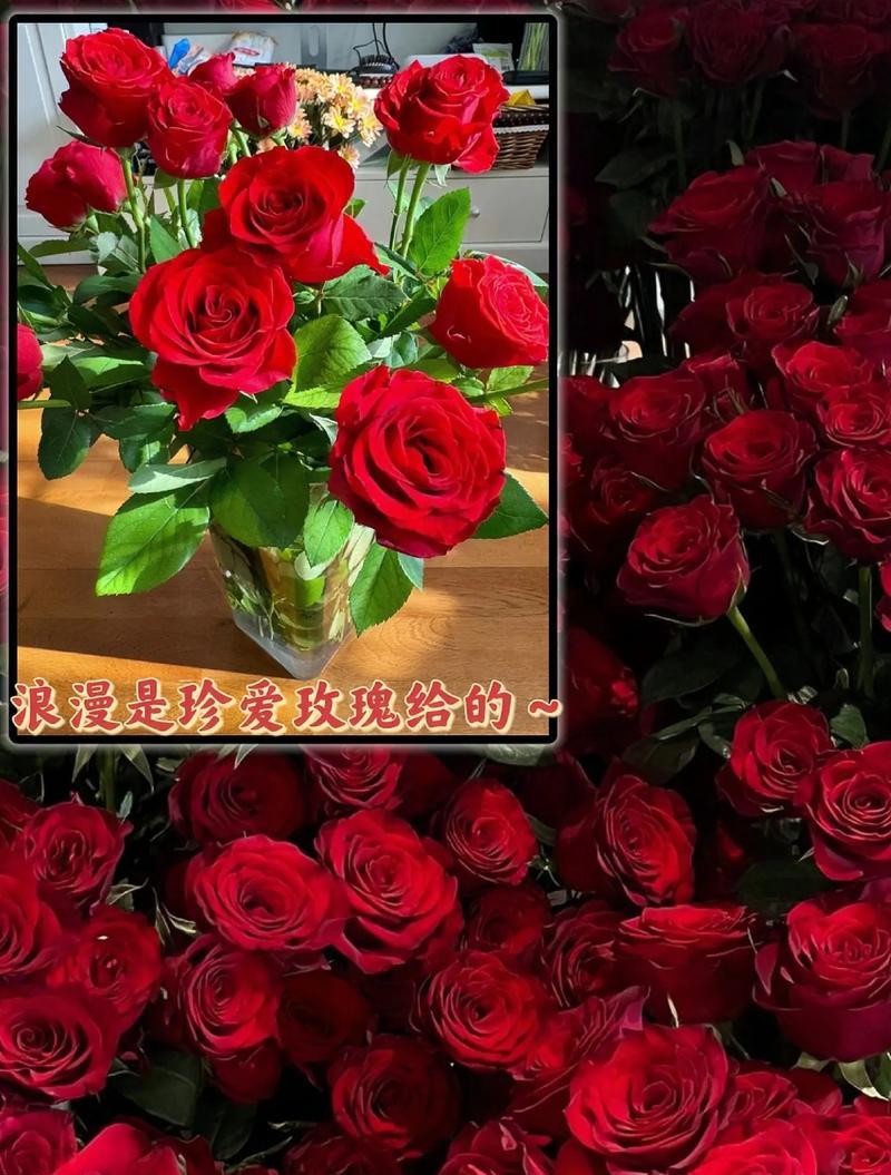 玫瑰的花种传播方式（探索玫瑰繁育的技巧与方法）