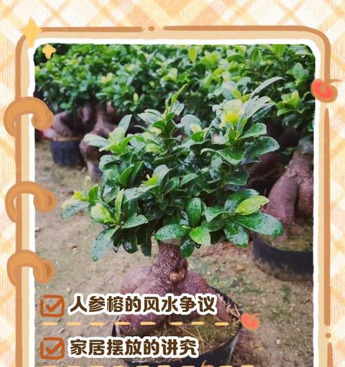 夏天如何养护人参榕（细说人参榕的夏季养护技巧）