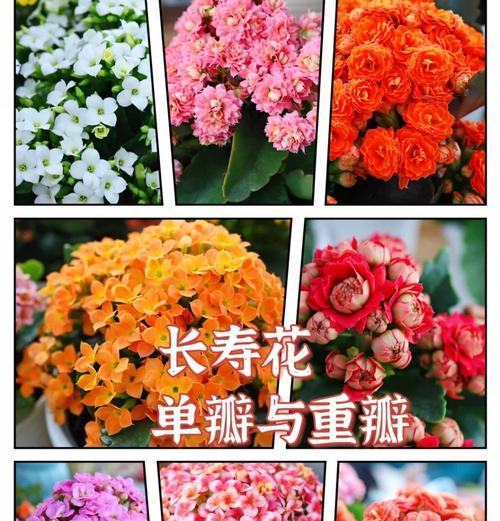 长寿花的杂交育种研究（探索长寿花杂交育种的方法与应用）