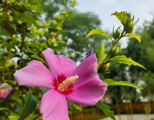 木槿花开花次数与季节（一年四季木槿花开放的规律）
