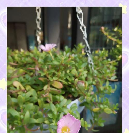 以马齿苋提怎么养，打造健康绿植环境（种植以马齿苋提的关键技巧和注意事项）