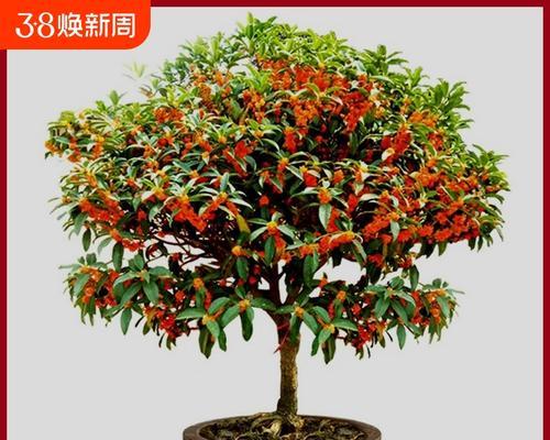 金桂苗的养殖技巧（打造美丽宜人的金桂苗园林）