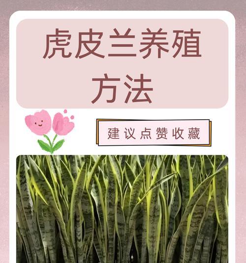 虎皮兰的移植技巧与注意事项（打造健康美丽的虎皮兰，关键在于正确移植）