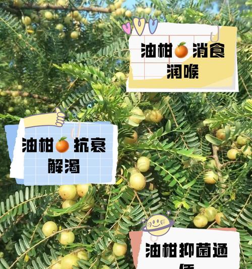 桔子叶子淌油之谜（揭开桔子叶子淌油的原因与解决办法）