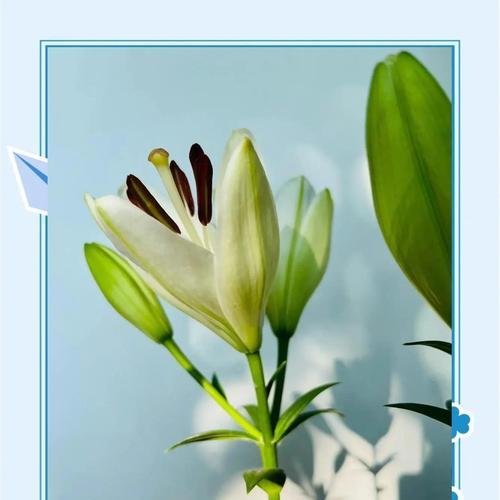 百合花茎杆弯曲了怎么办？（教你有效修复和预防百合花茎杆弯曲的方法）