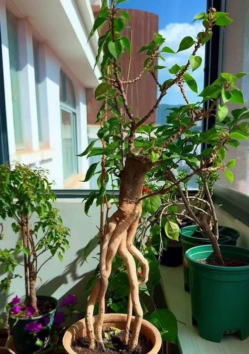 三角梅的栽培与养护（打造花园中的绚丽多彩）
