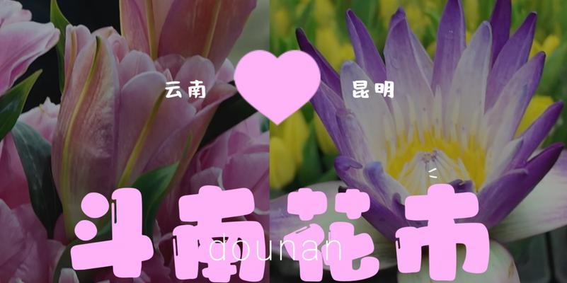 昆明市花是什么花？探寻昆明市花的故事（昆明市花的品种和由来）