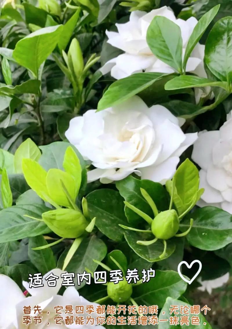 盆栽四季栀子花的养护技巧（打造美丽庭院的小技巧，四季栀子花轻松养护）