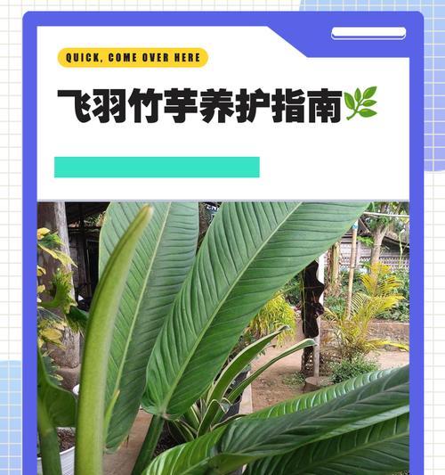 竹芋叶子浇水的正确方法（保证竹芋健康生长的关键技巧）
