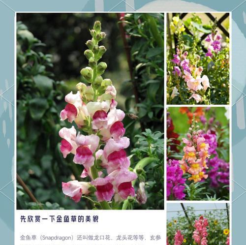 如何避免金鱼花叶子容易烂的问题（金鱼花叶子保护攻略，助你打造健康的花园）