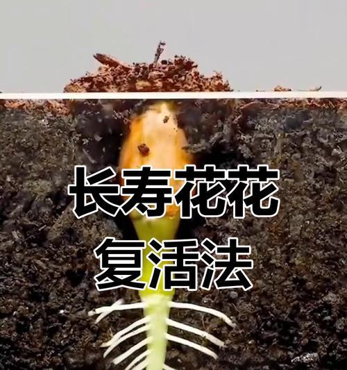 急救花卉（从枯黄到鲜艳，一招救活你的花朵）