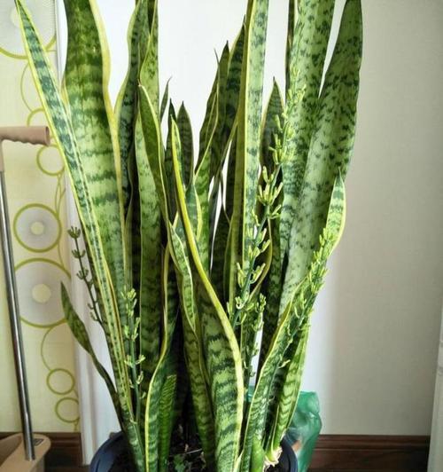 盆栽植物排邪必备，这些植物你了解吗？（生活中的邪气，这些盆栽植物可以帮你驱散）